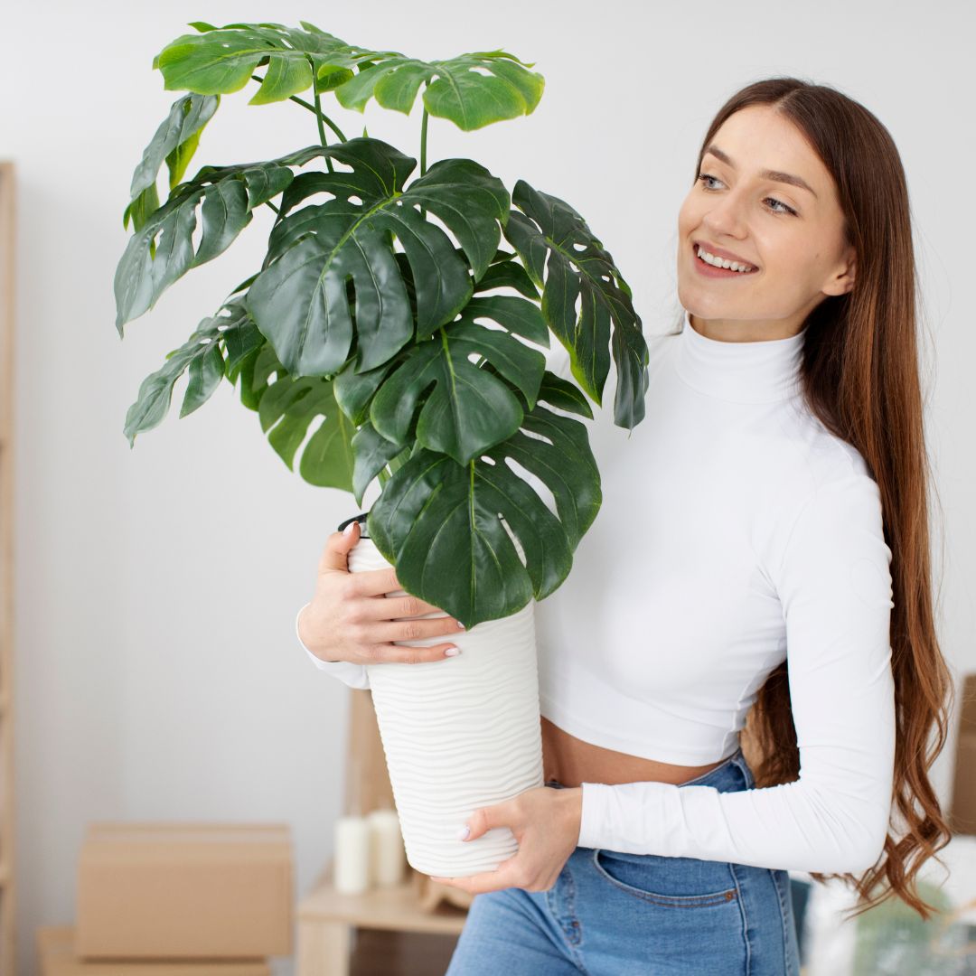 Benefícios das Plantas Internas para a Qualidade do Ar