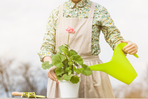 Plantas para Ambientes com Pouca Luz: Como Cuidar e Selecionar as Espécies Ideais